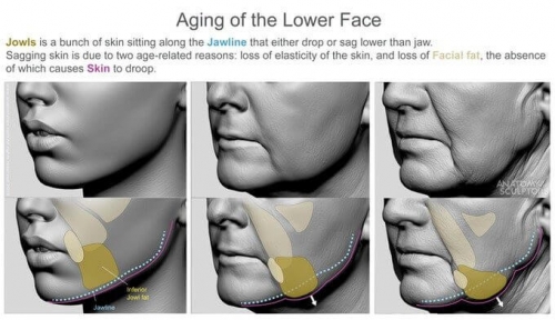 Aging-of-the-lower-face-anatomy-for-artists.jpg