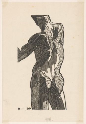 morpho YR0217801_Anatomical-study-of-a-mans-back-and-buttock-muscles.jpg